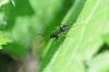 Rhyparochromus sp.